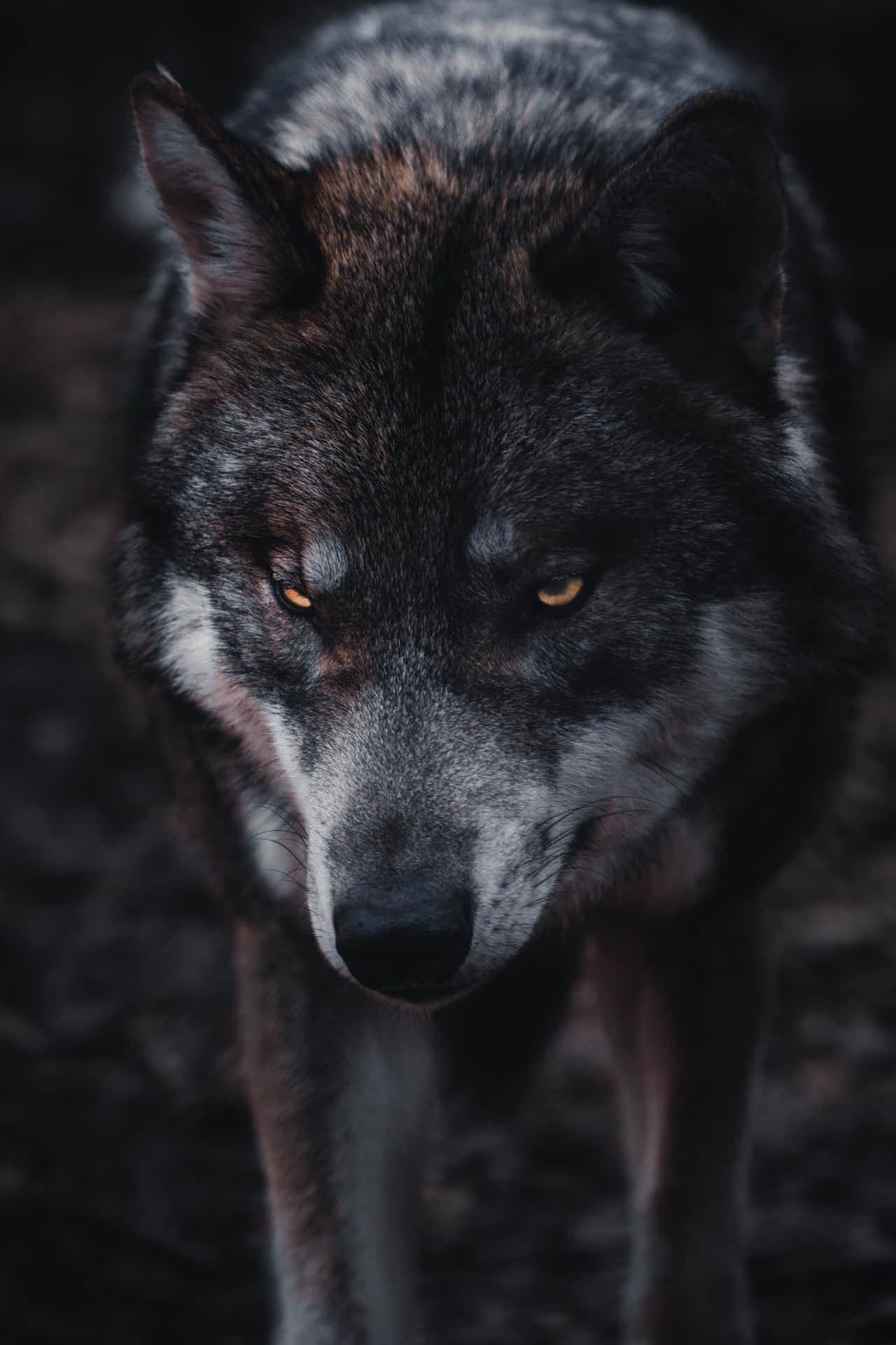 Wolf Aesthetic Black Wallpaper