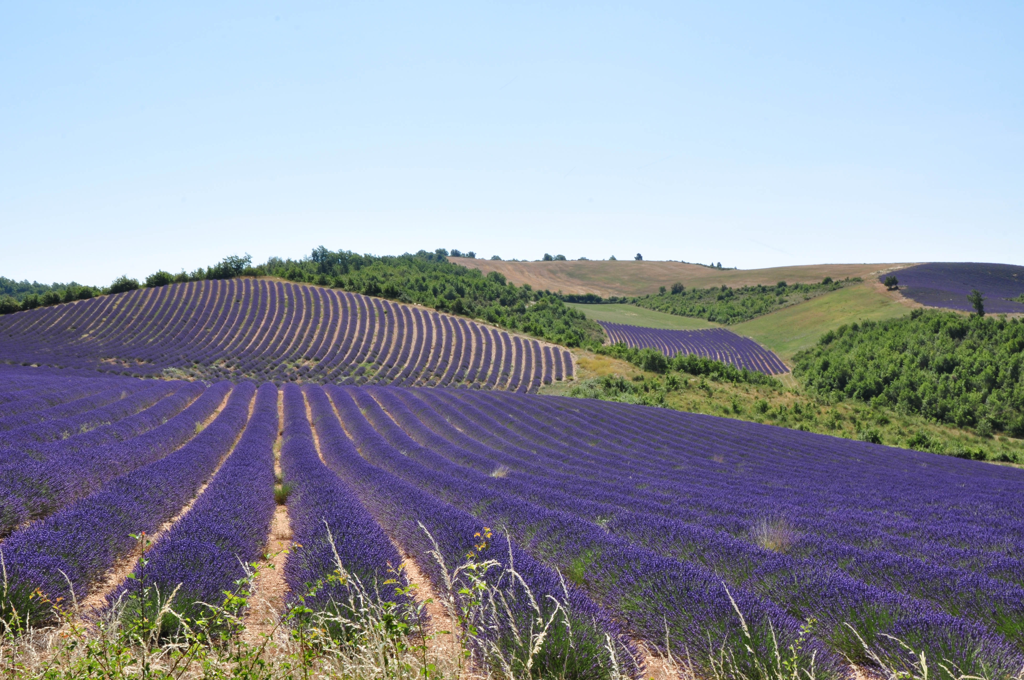 Lavender Fields In Provence France Wallpaper And Image