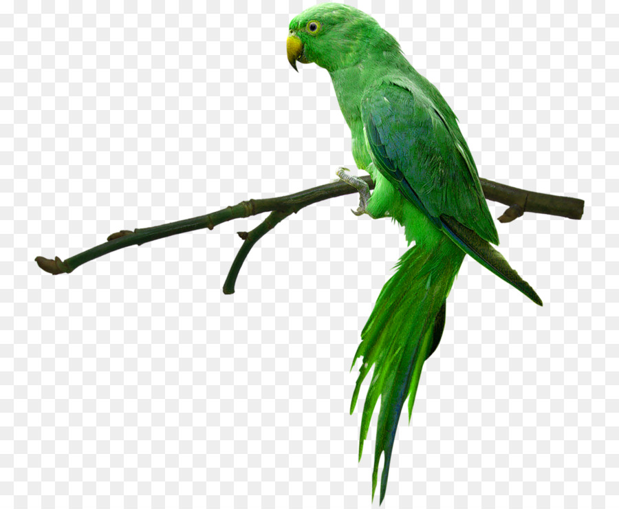 Parrotlet Bird Green Wallpaper Parrot Png