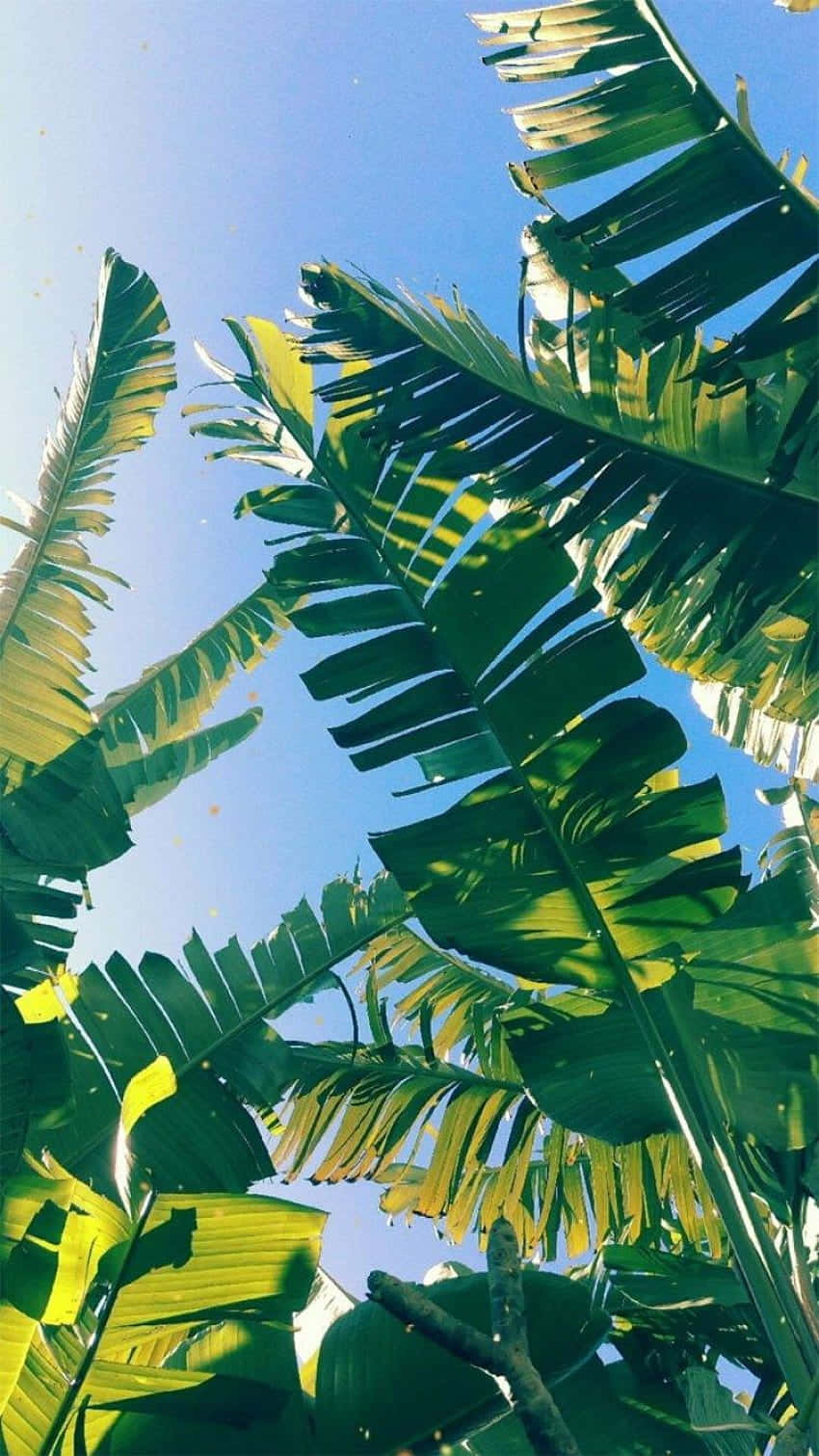 A Gorgeous Arrangement Of Tropical Leaves On Desktop In The Wallpaper