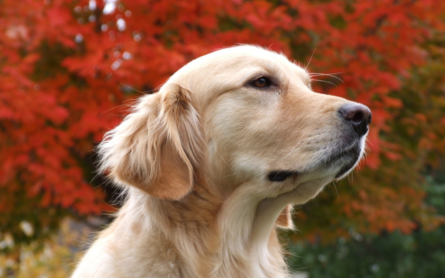 All Wallpapers Beautiful Dog Hd Wallpapers