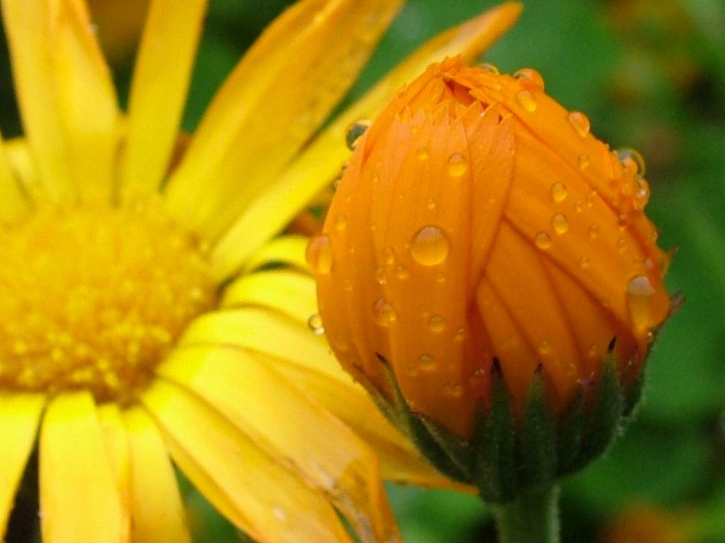 Wet Flowers After Rain Screensaver And Wallpaper Manager