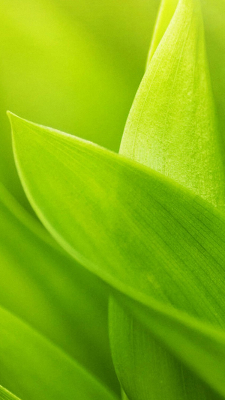 HD Natural Green Plant iPhone Wallpaper