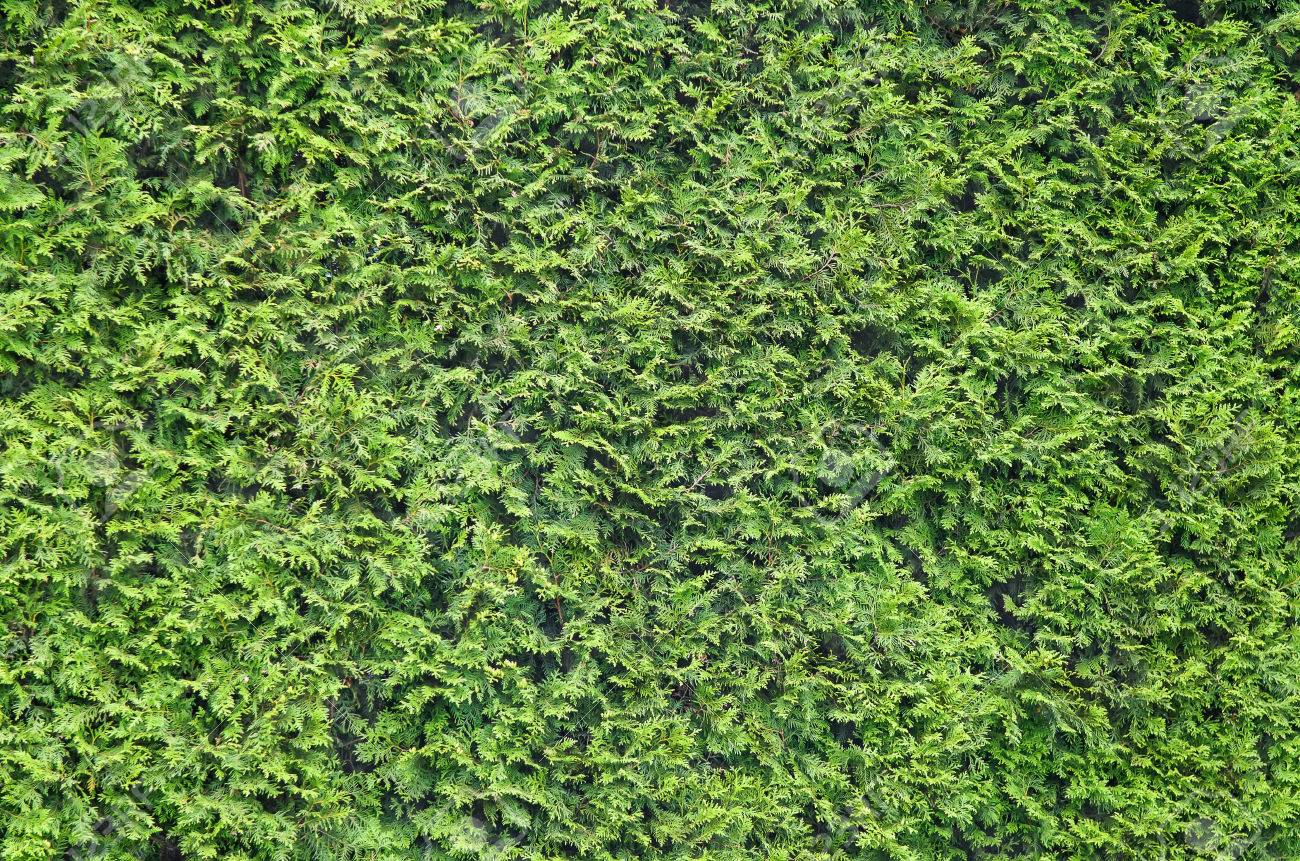 Texture Background Of The Green Leaves Arborvitae Vegetation