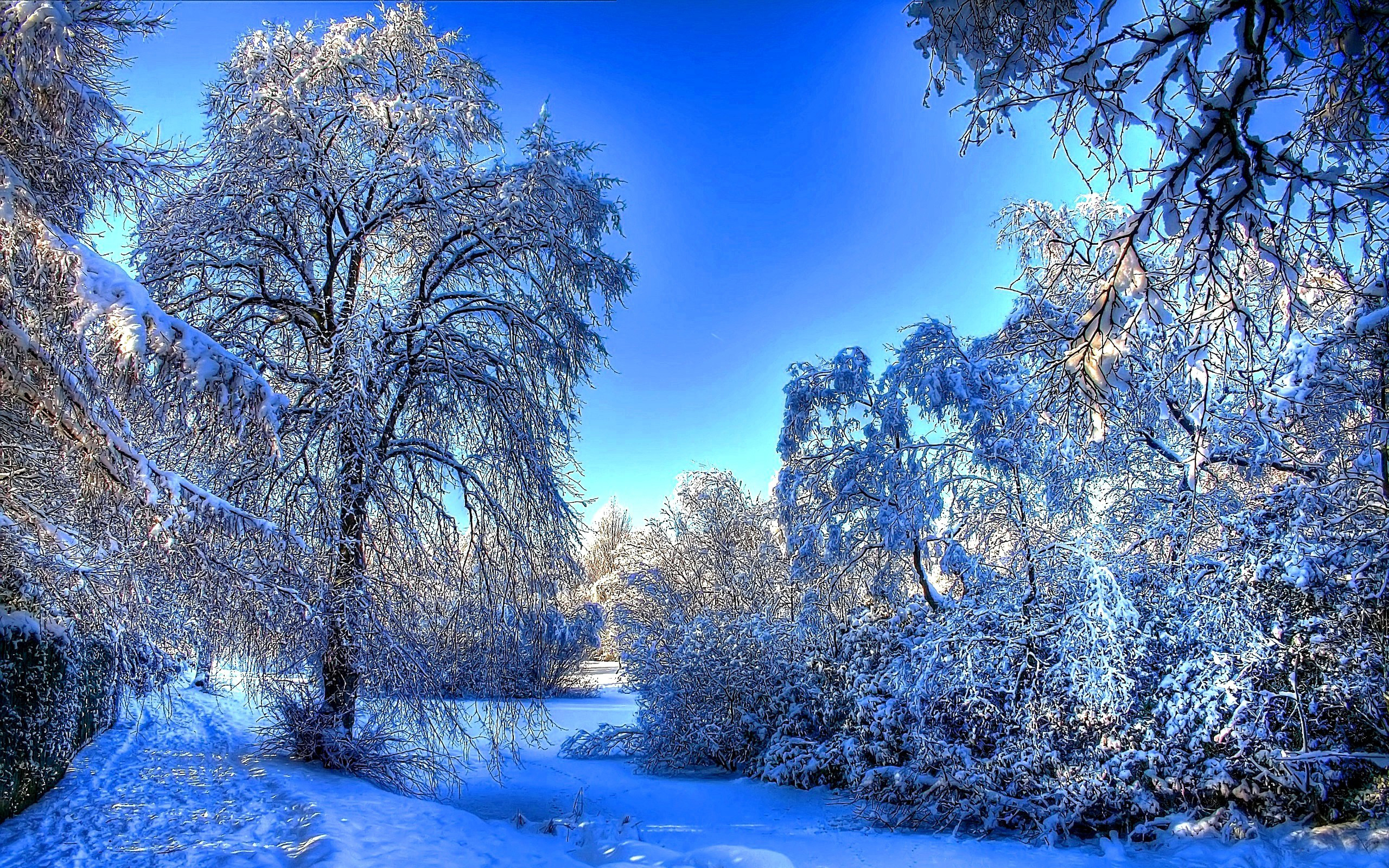 A breathtaking winter landscape blanketed in pristine snow. Snow-covered trees and bushes frame a serene path, creating a magical winter wonderland scene