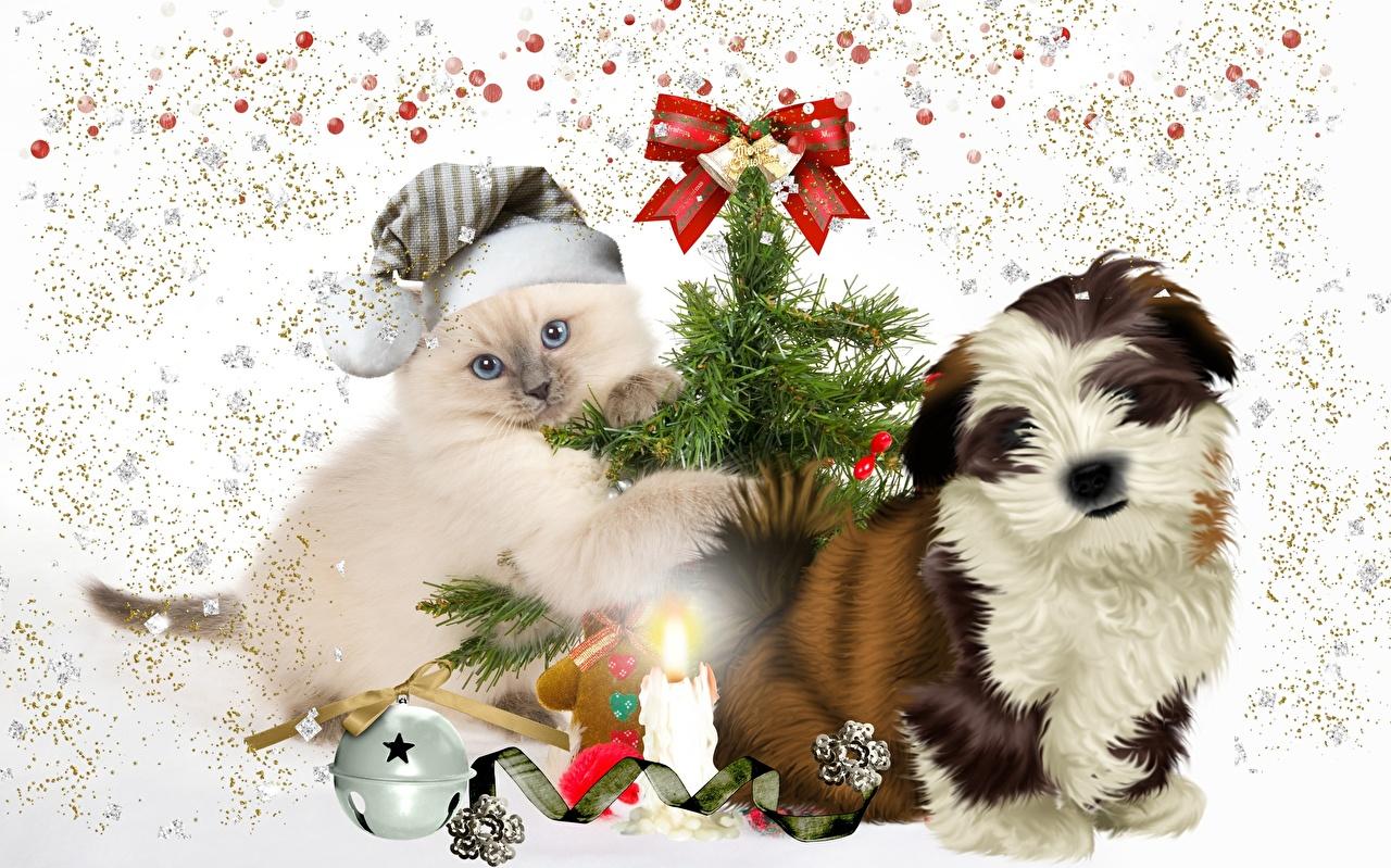 Image Puppy Shih Tzu Kitty Cat Dog Christmas Winter Hat New