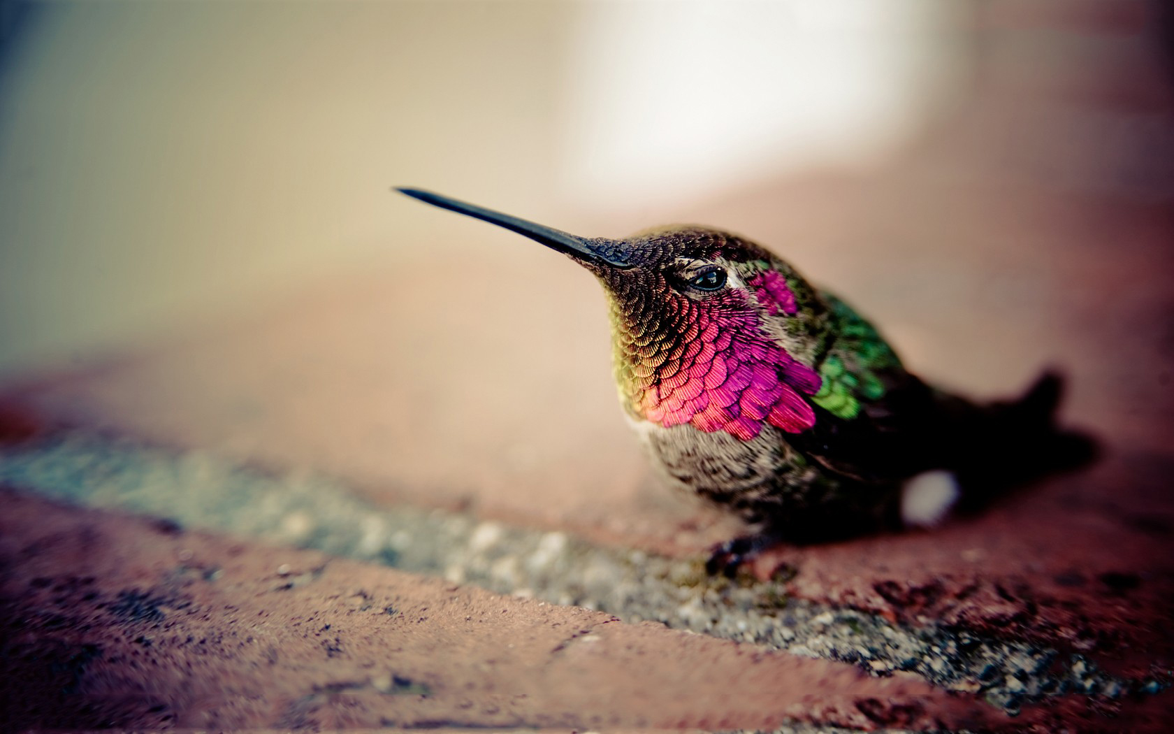 199 Hummingbird HD Wallpapers Backgrounds     Page 4