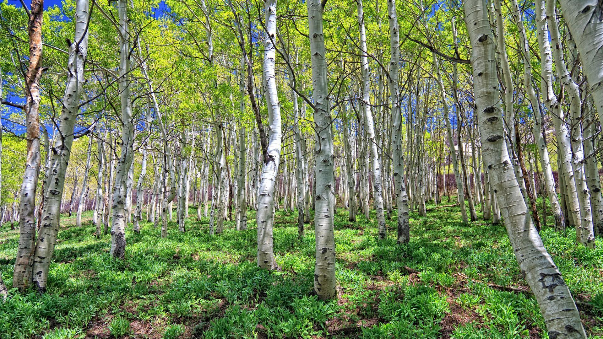 Free Download Great Birch Forest HQ WALLPAPER X For Your Desktop Mobile