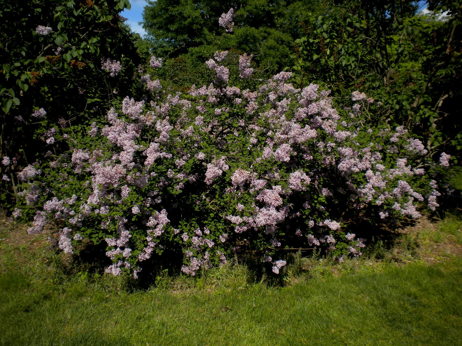 that was a lilac meadow I love lilacs and the smell is intoxicating