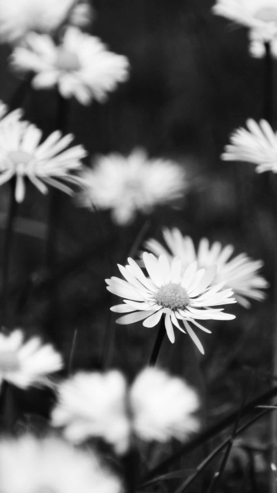 White Flower Wallpaper