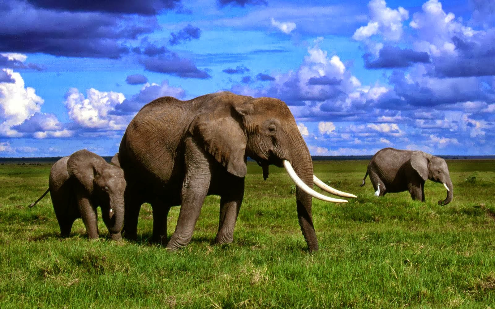 elephants african elephants african elephants african elephants