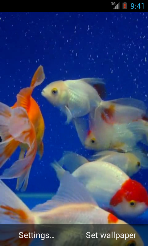 Free Download Gold Fish Video Live Wallpaper Android Apps On Google Play 480x800 For Your Desktop Mobile Tablet Explore 72 Gold Fish Wallpaper Live Fish Wallpaper Fish Wallpaper For