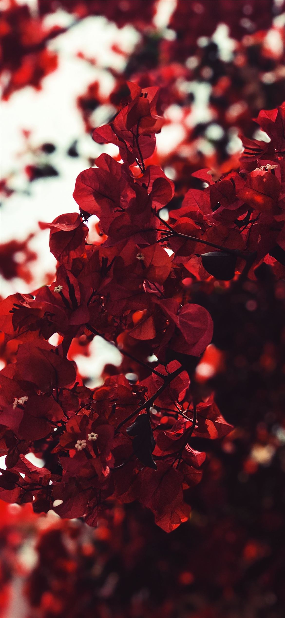 Red Leaves iPhone Wallpaper