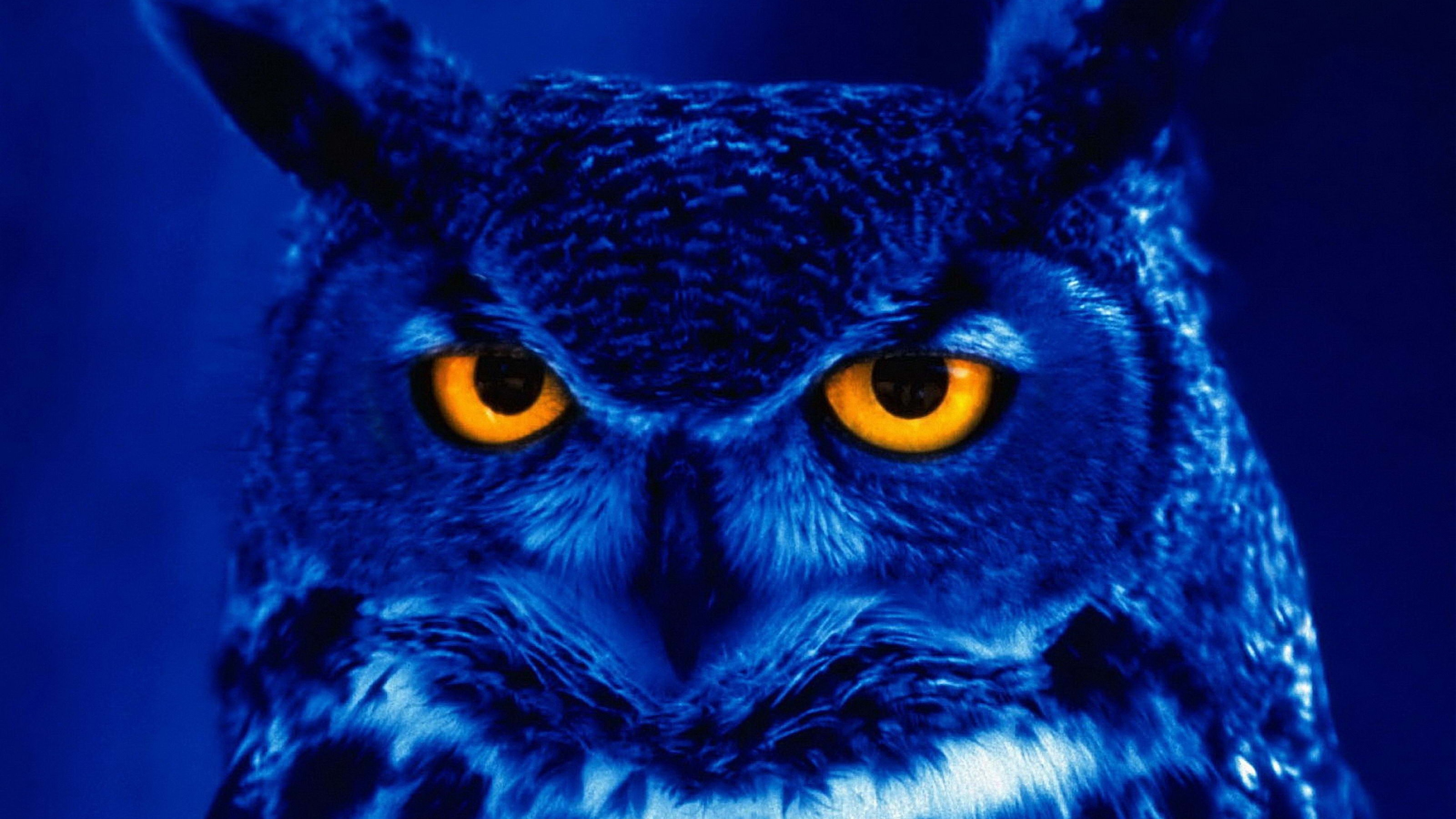 Owl Predator Bird Night Yellow Eyes Wallpaper Background 4k Ultra