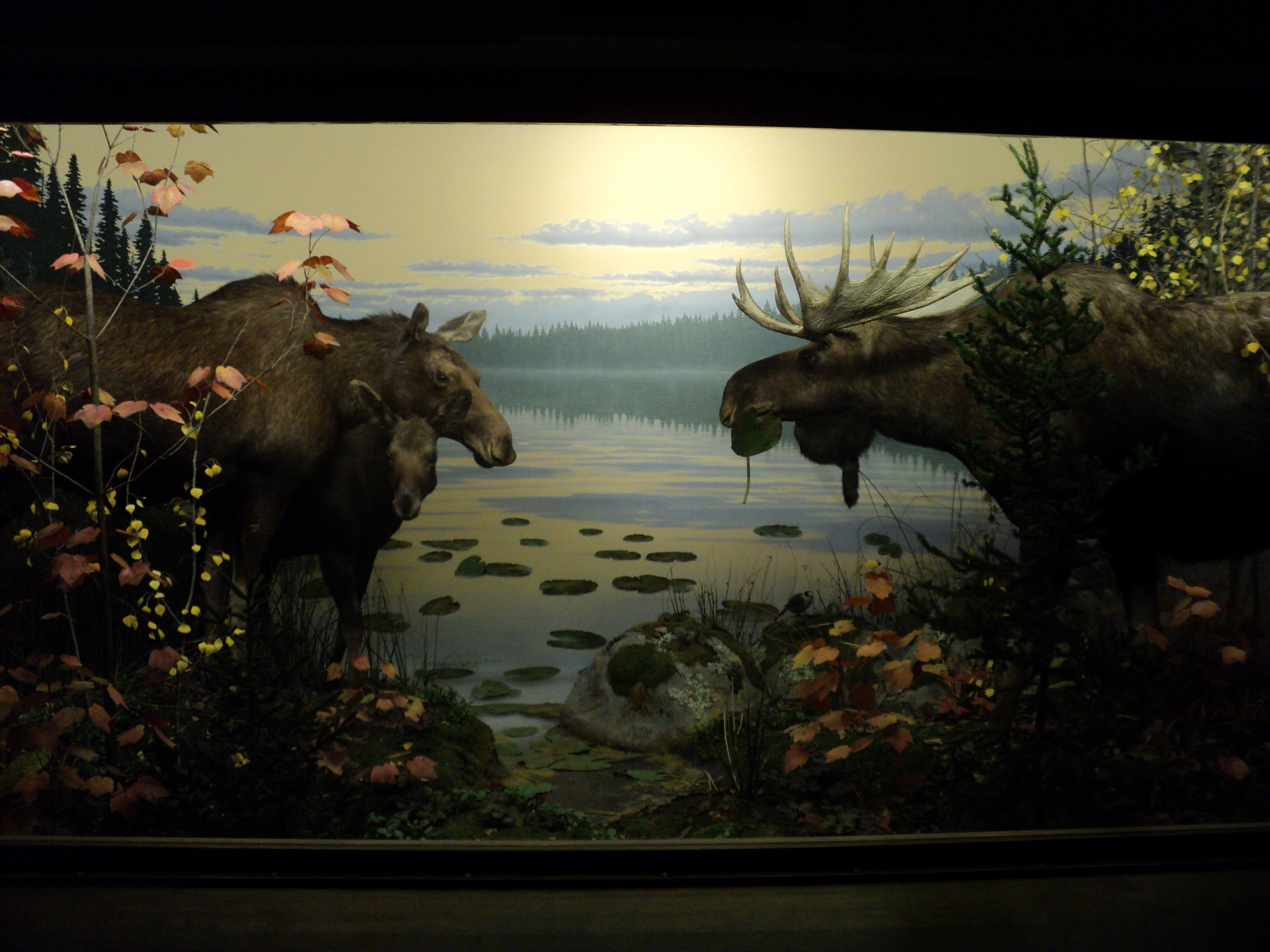 Grand Rapids Art Museum   Beautiful display with Moose The mural in