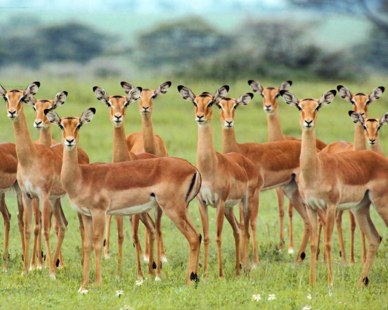 Impala Animals Wallpaper Image With African Wildlife