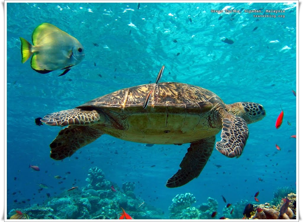 Sea Turtle Wallpaper Animals