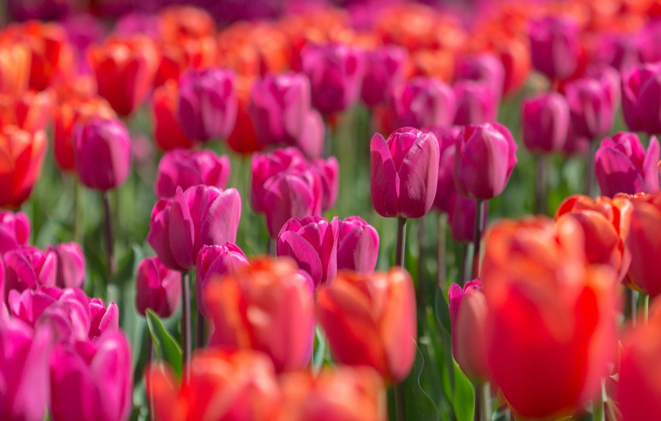 Wallpaper Light Flowers Bright Spring Tulips Red Pink Buds