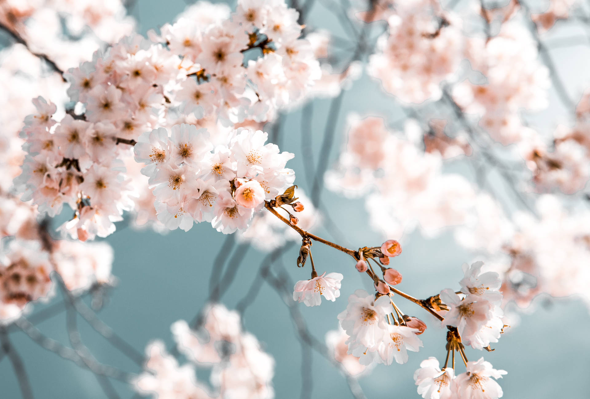 Spring Aesthetic Wallpaper