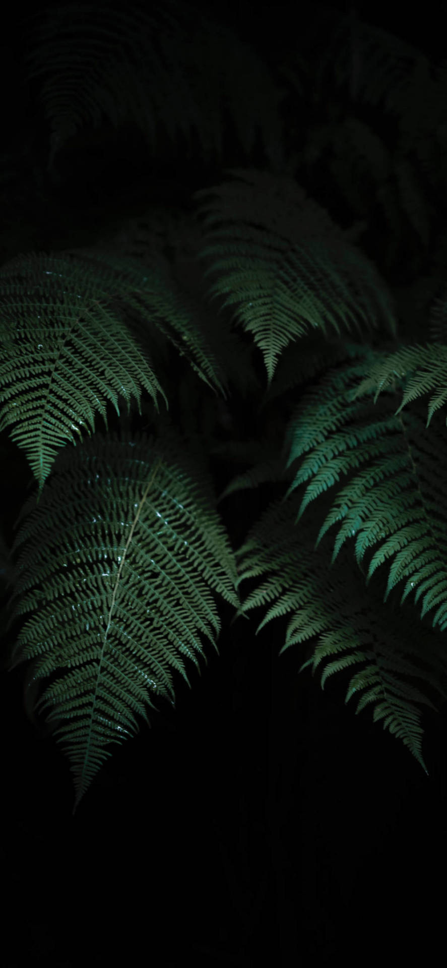 Plant iPhone Wallpaper