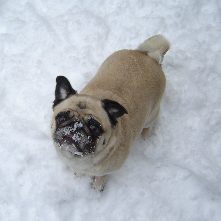 Pug Catching Snow Flakes For The Love Of Pugs Jpg