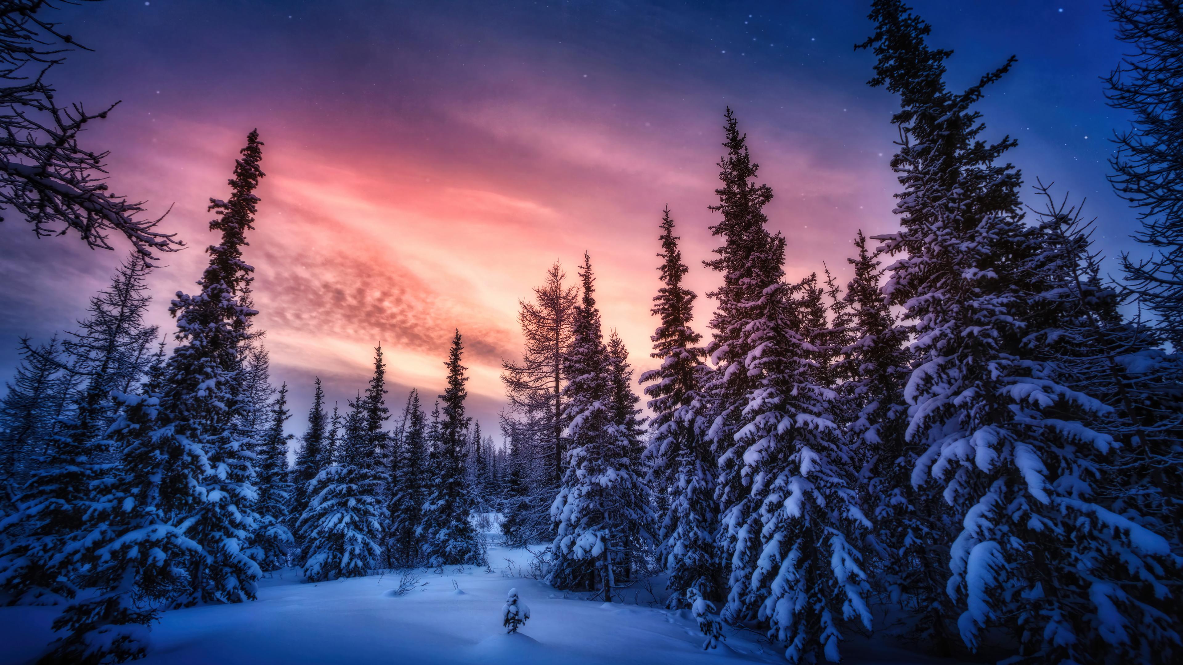 Snowy Forest Sunset Scenery Wallpaper 4k HD Pc 5680f