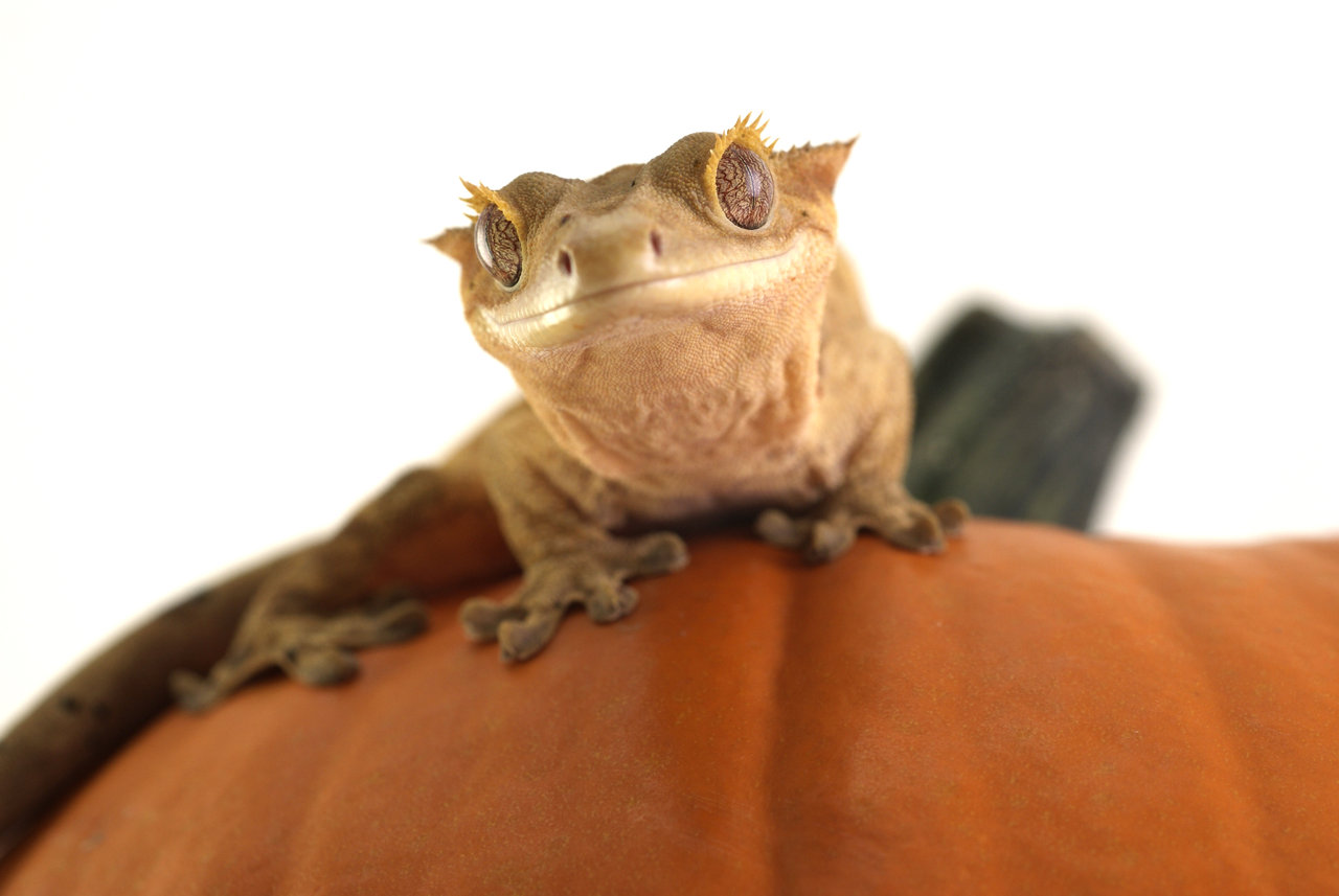 Crested Gecko By Illusiontree