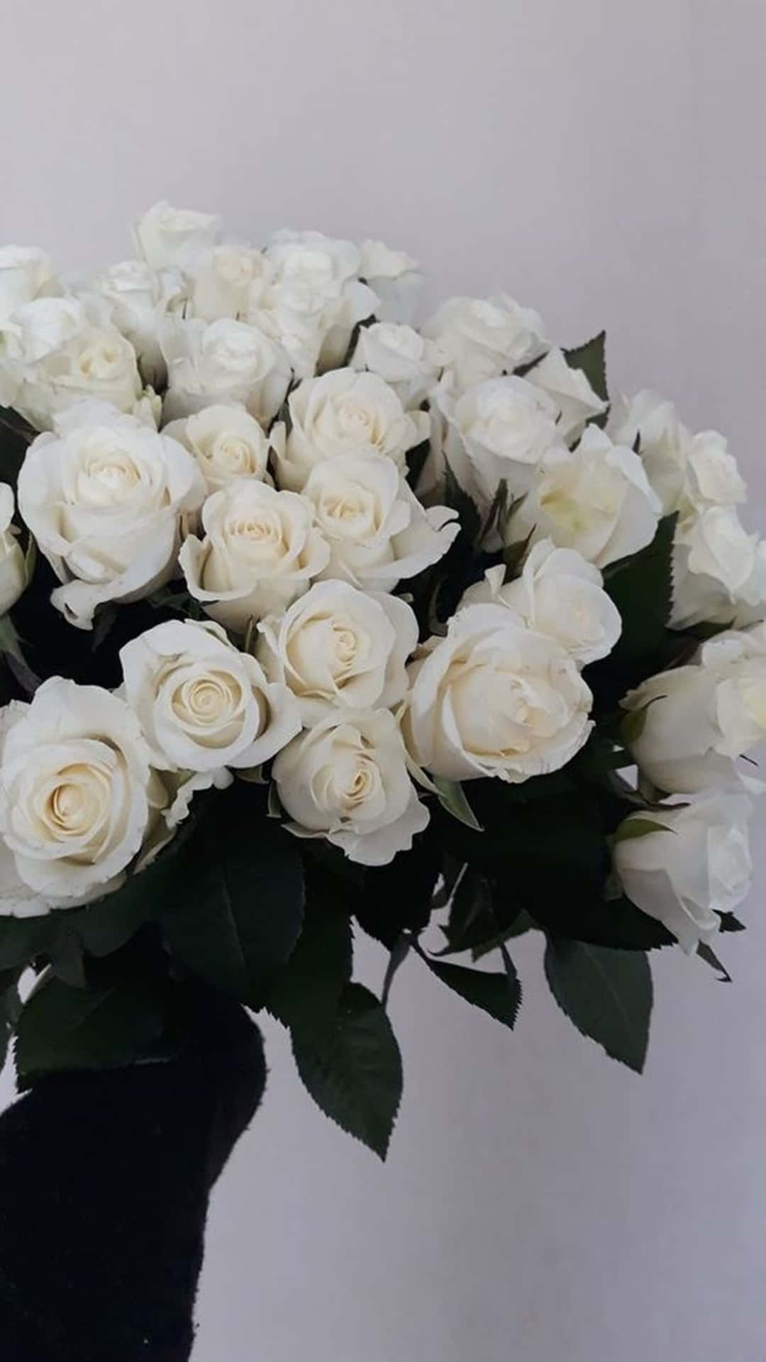 Beauty Blooms In This White Rose Aesthetic Wallpaper