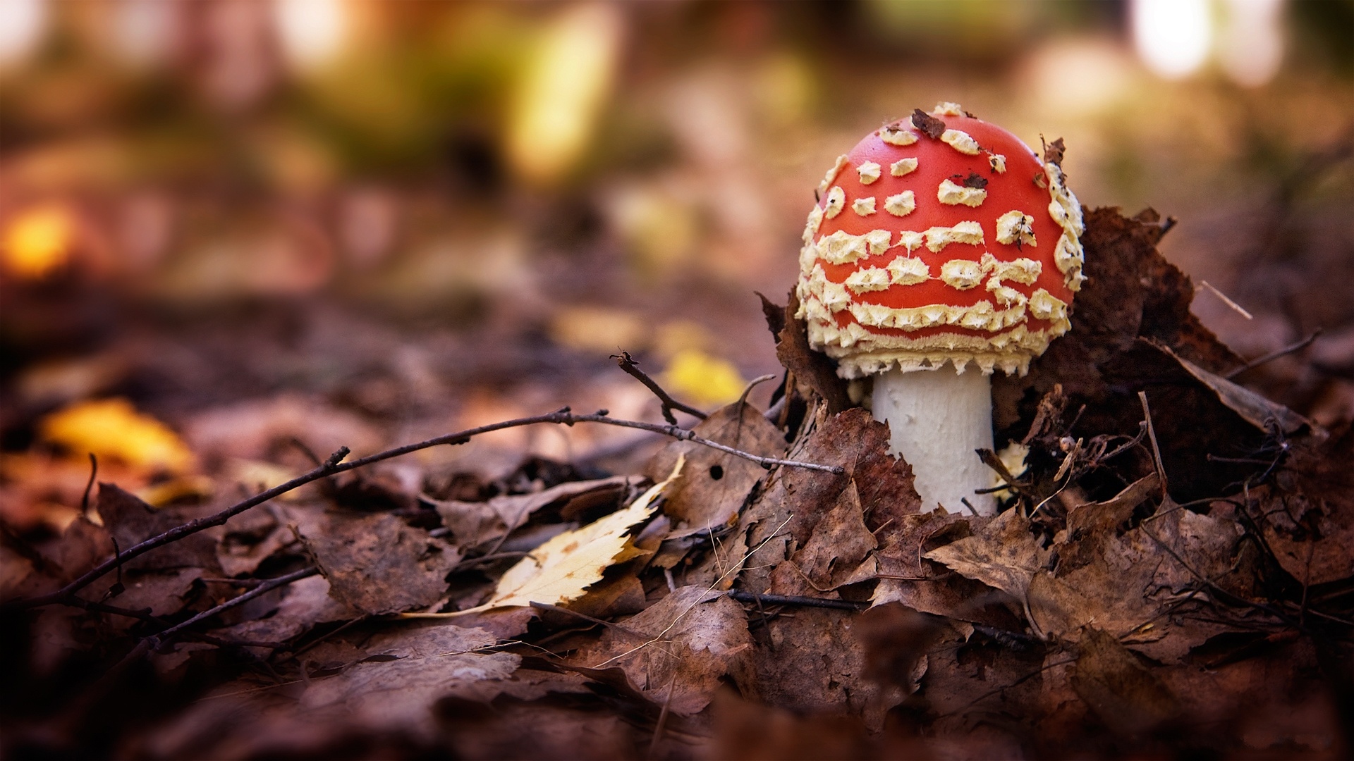 Image Of Autumn Mushrooms Wallpaper Nature Background