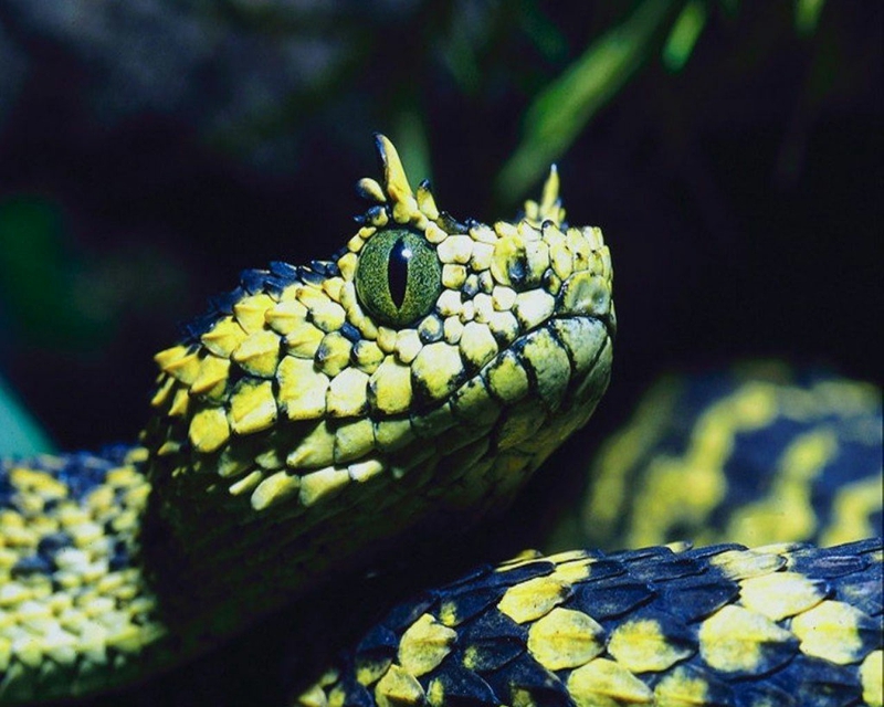 Cool Looking Snake Animals Other HD Desktop Wallpaper