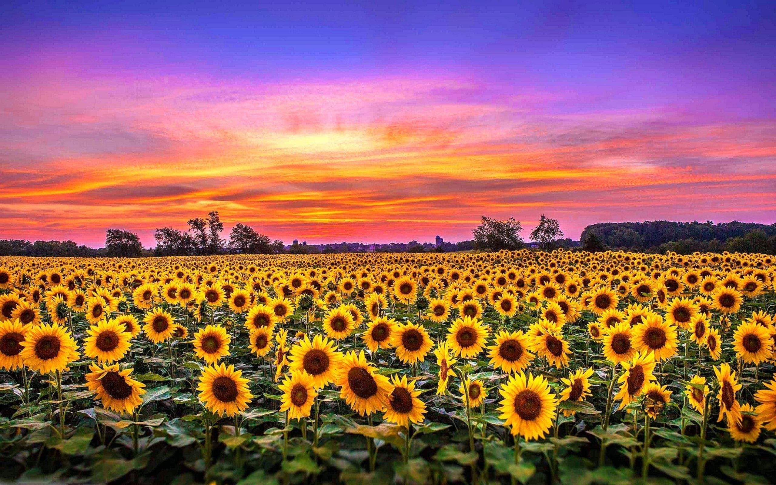 500910 1920x1332 sunflowers wallpaper pc background  Rare Gallery HD  Wallpapers