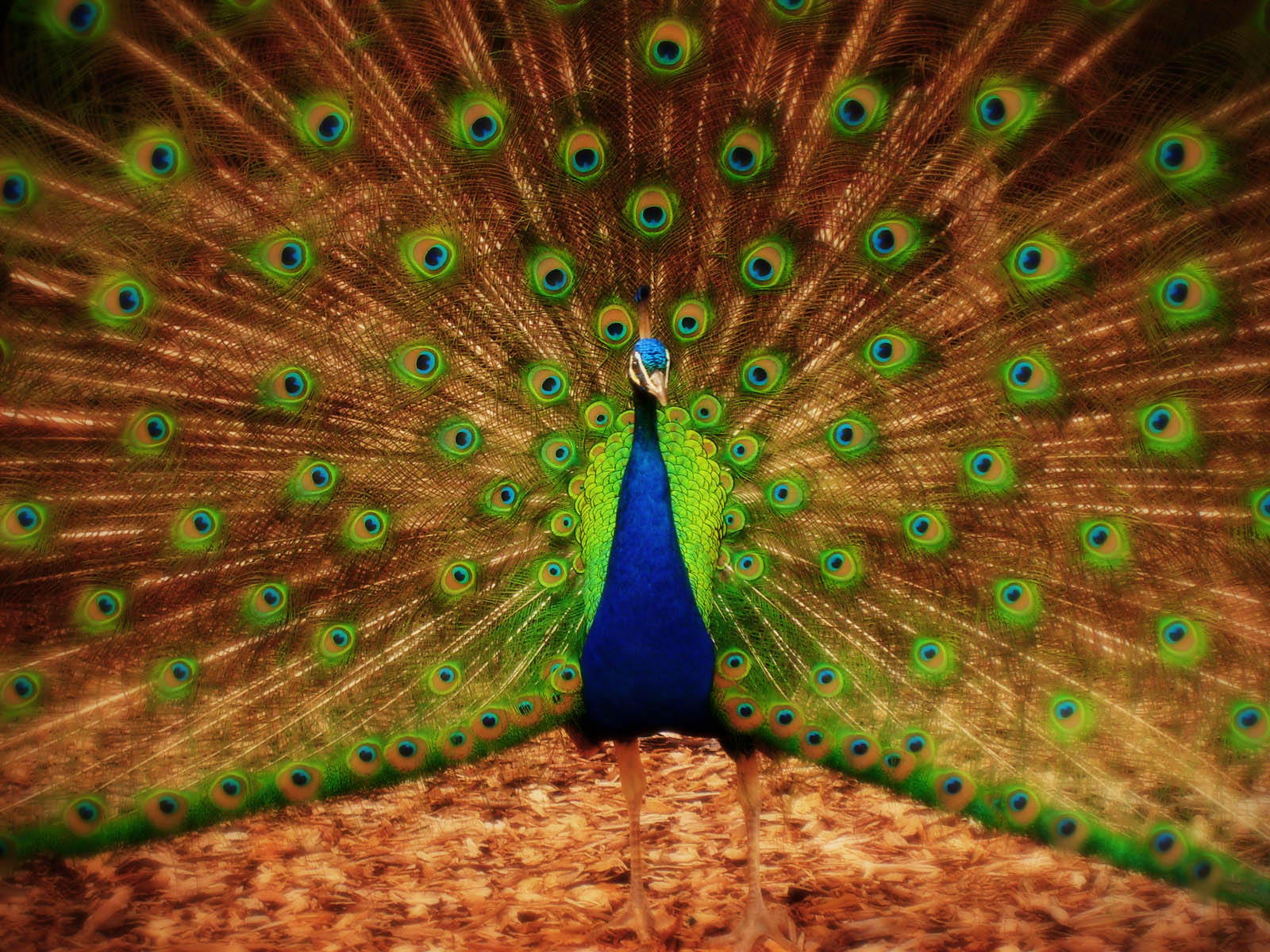 Wallpaper Peacock