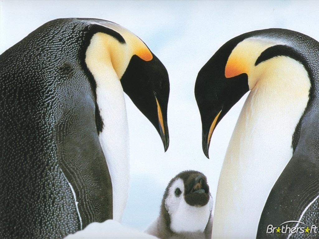 Penguins Screensaver