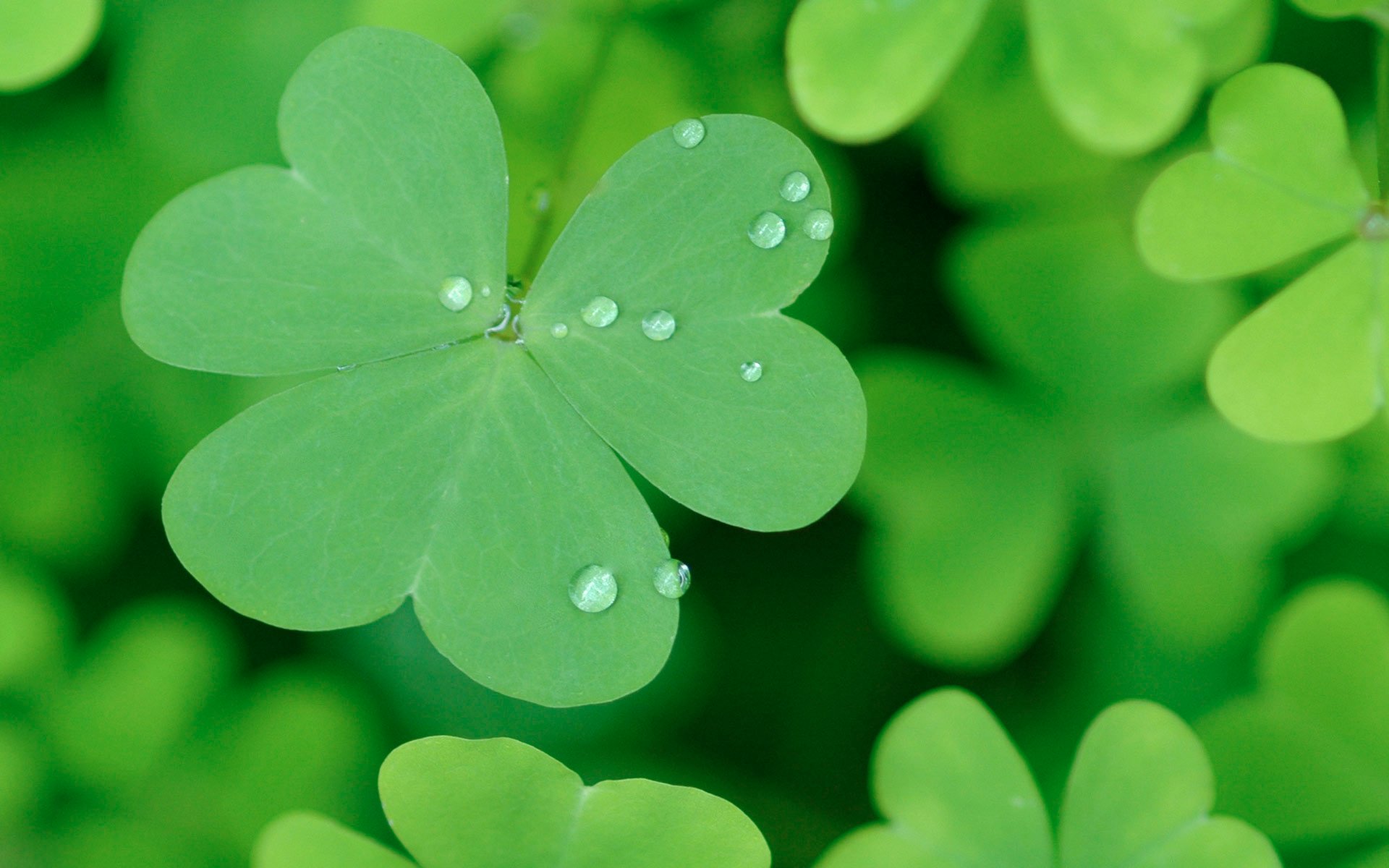 Free Happy St Patricks Day computer desktop wallpapers pictures 1920x1200