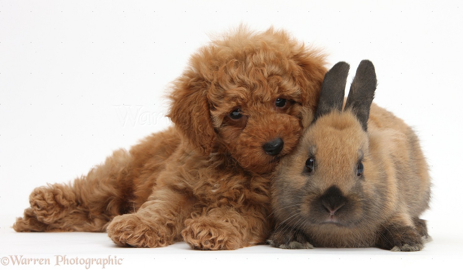 Pets Cute Red Toy Poodle Puppy And Rabbit Photo Wp38700