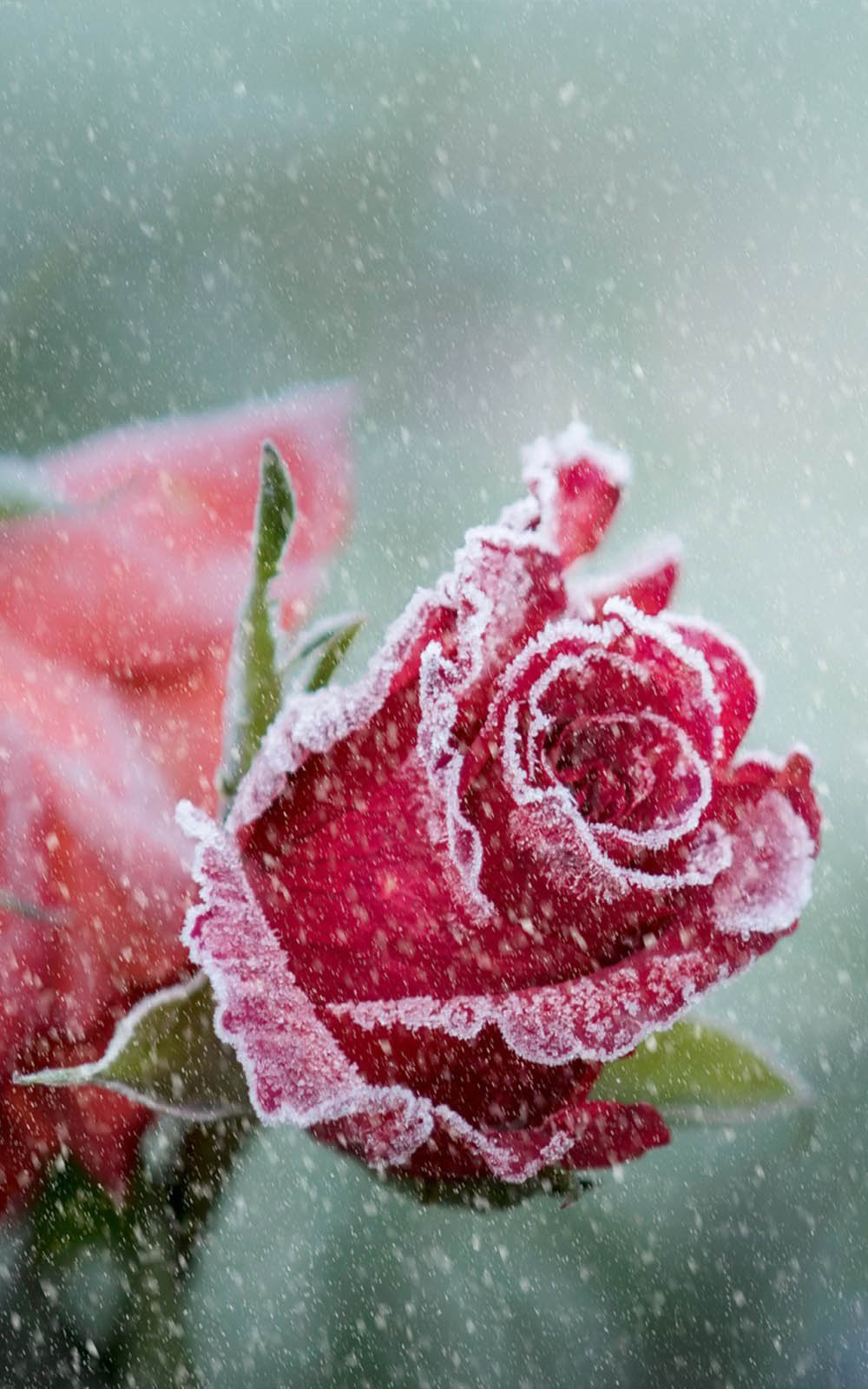 Frost Rose In Snowfall HD Mobile Wallpaper