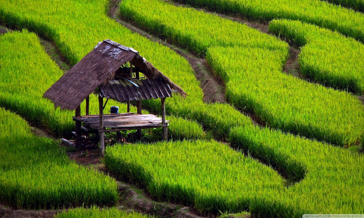 Rice Field Landscape 4k HD Desktop Wallpaper For Ultra Tv