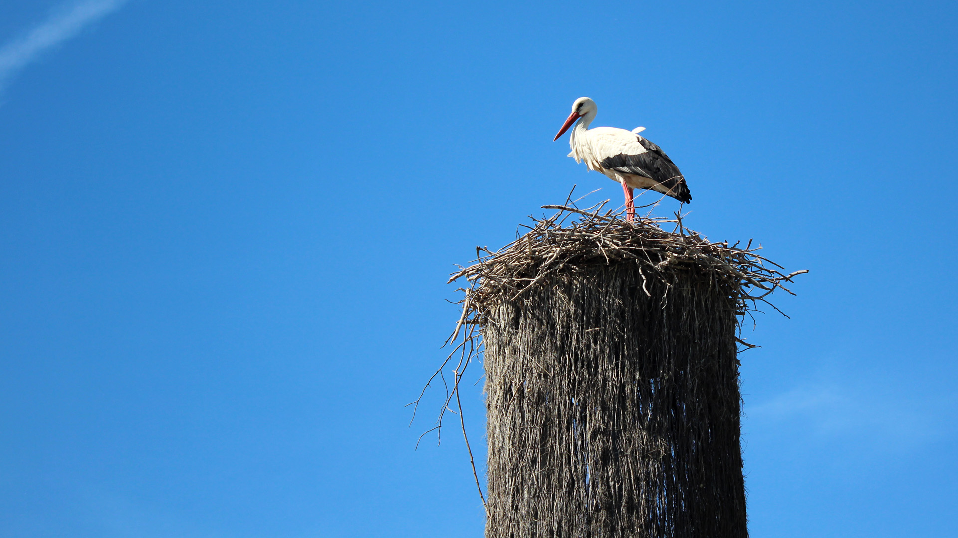 Stork Full HD Wallpaper And Background Image