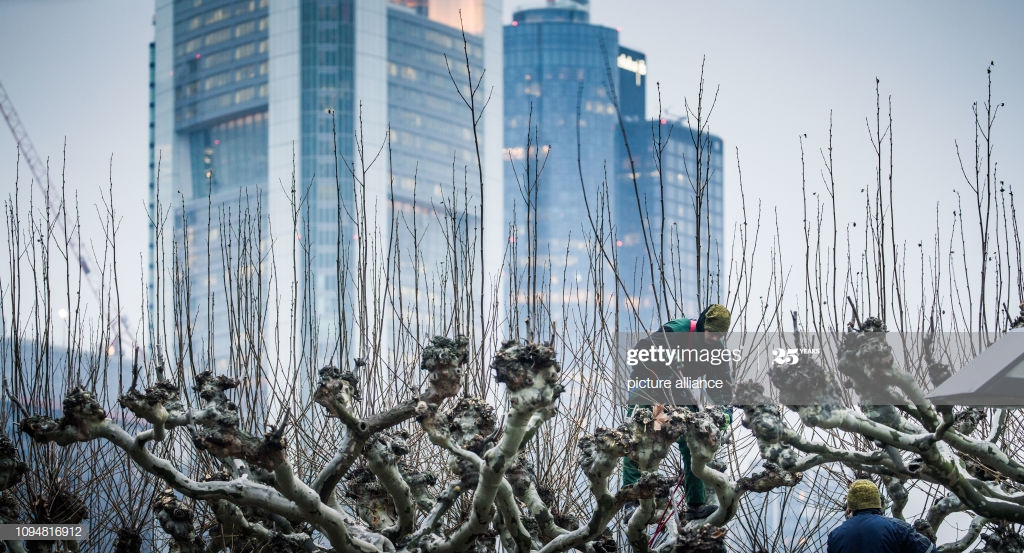 Against The Background Of Frankfurt Skyscrapers Workers Cut