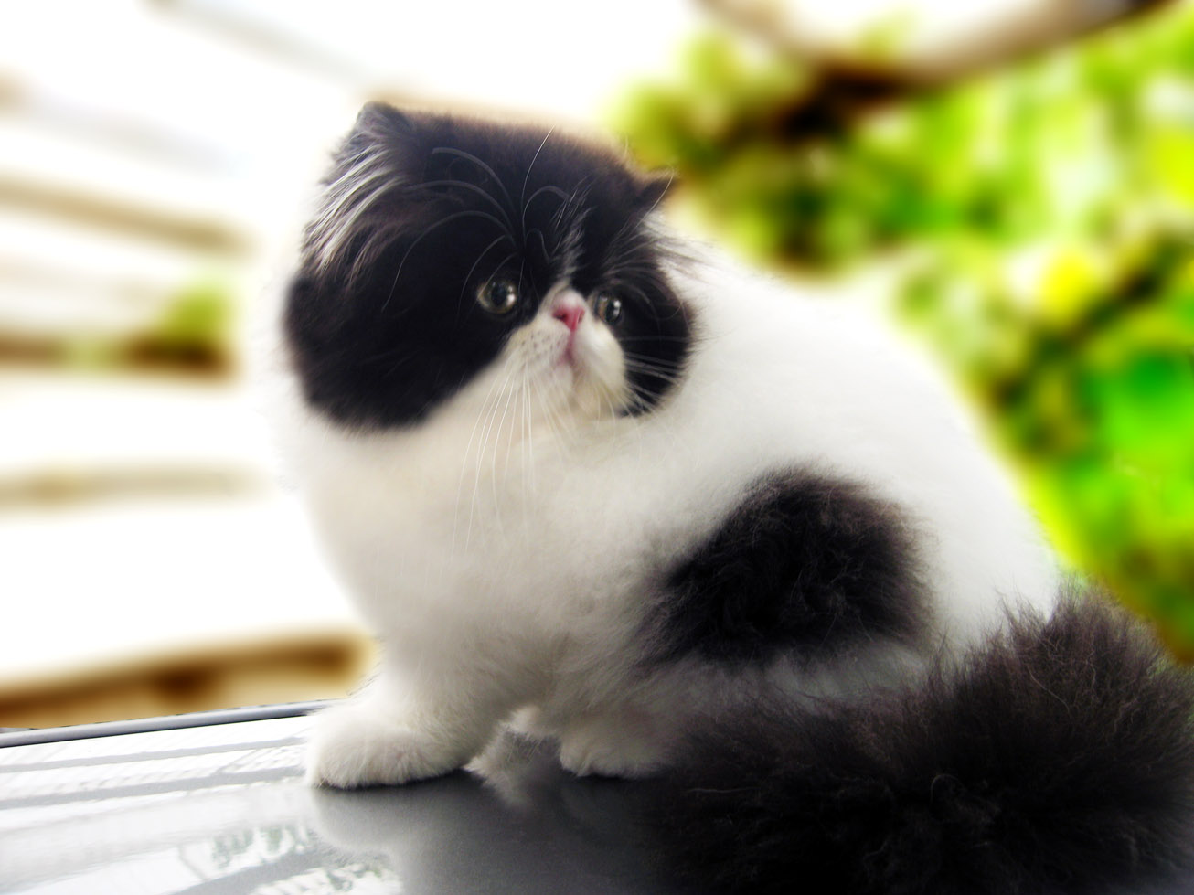 Persian Cat Puter Screen Saver Pc Desktop Wallpaper