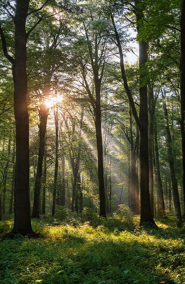 Green Forest Wallpaper Hd