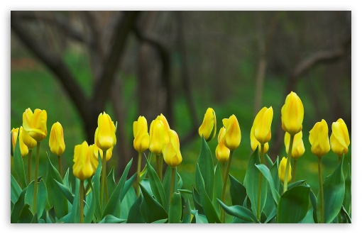 Yellow Tulips HD Wallpaper For Standard Fullscreen Uxga Xga
