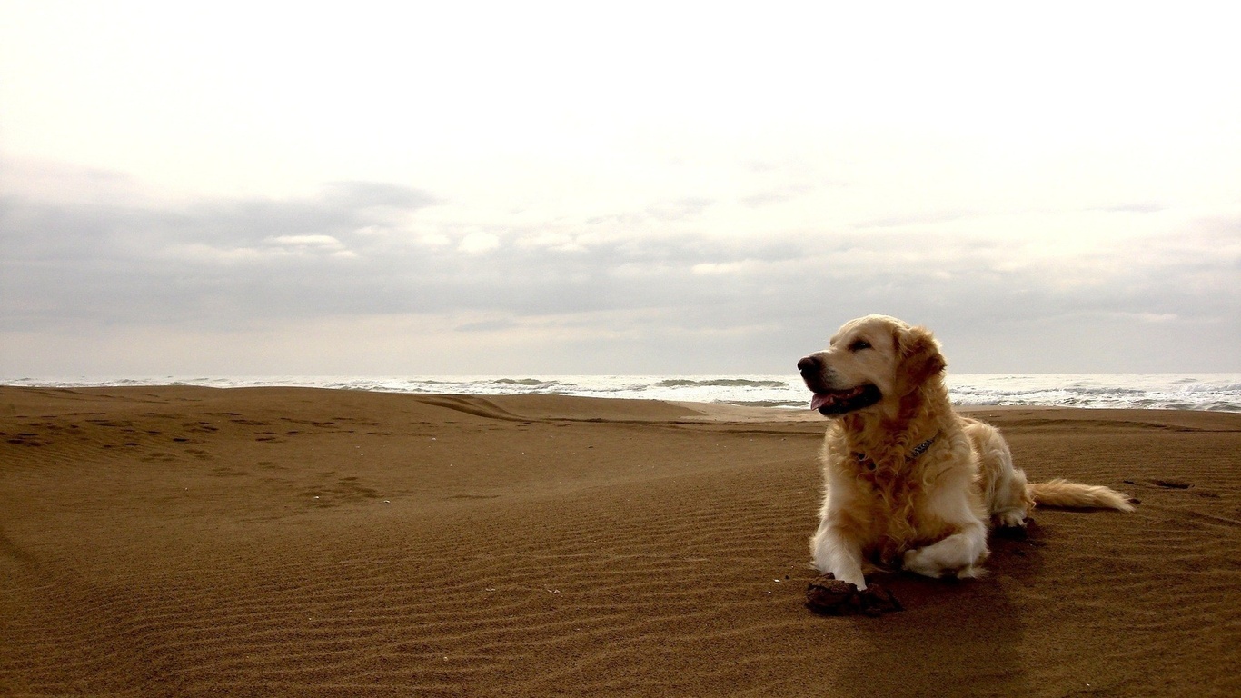 Wallpaper Man S Best Friend Dog Beach Dogs Photo On