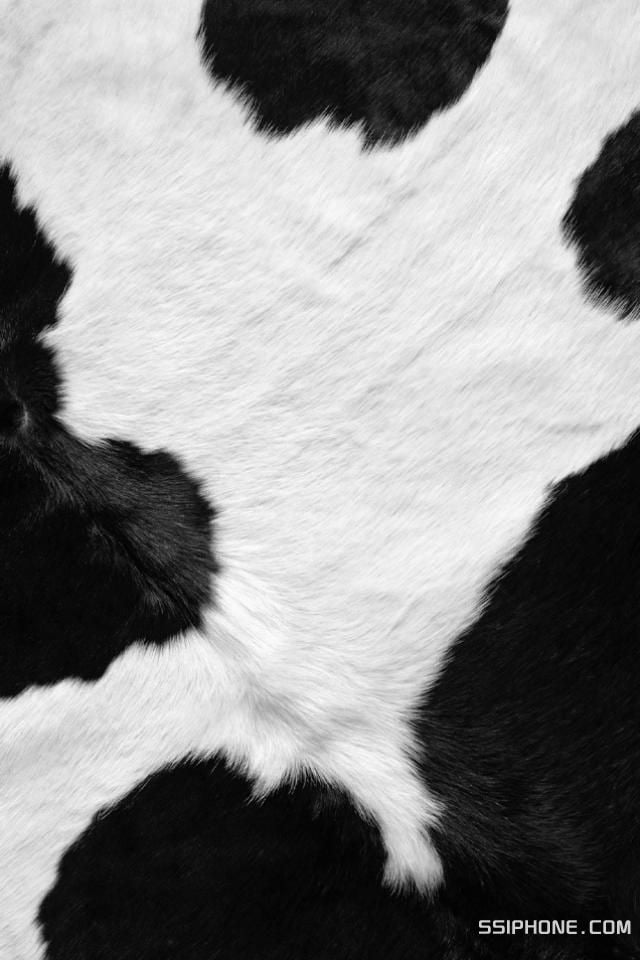 49+] Cow Print Wallpaper - WallpaperSafari