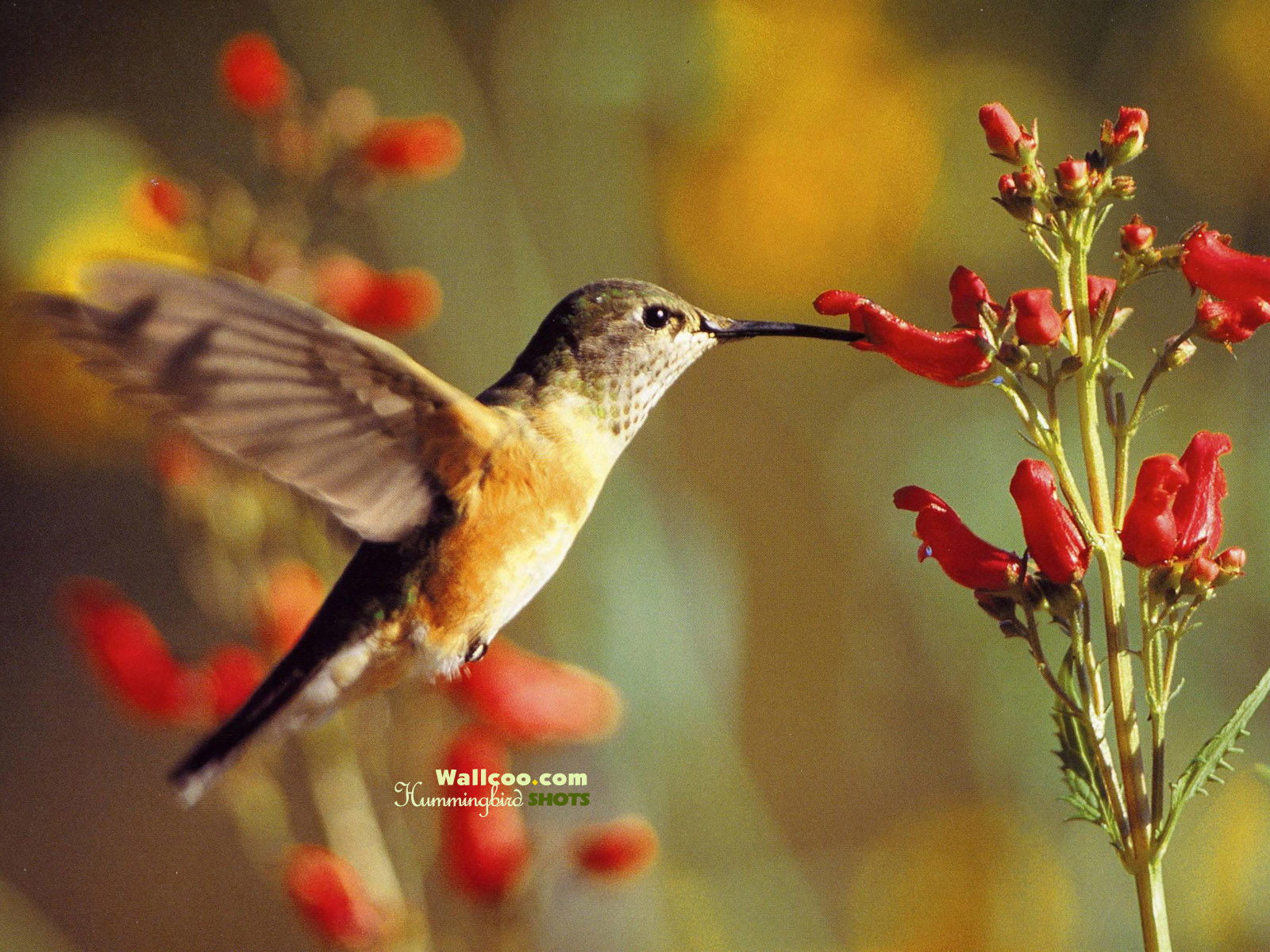 Brown Hummingbird Wallpaper Osx Fs Wallcoo