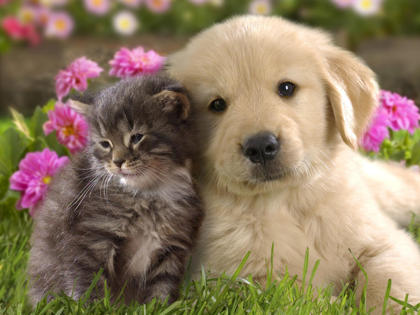 Cute Cat And Dog Friendship HD Wallpaper Nature