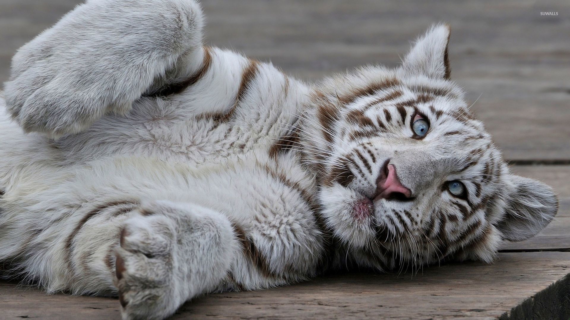 White Tiger Cub O Wooden Floor Wallpaper Animal