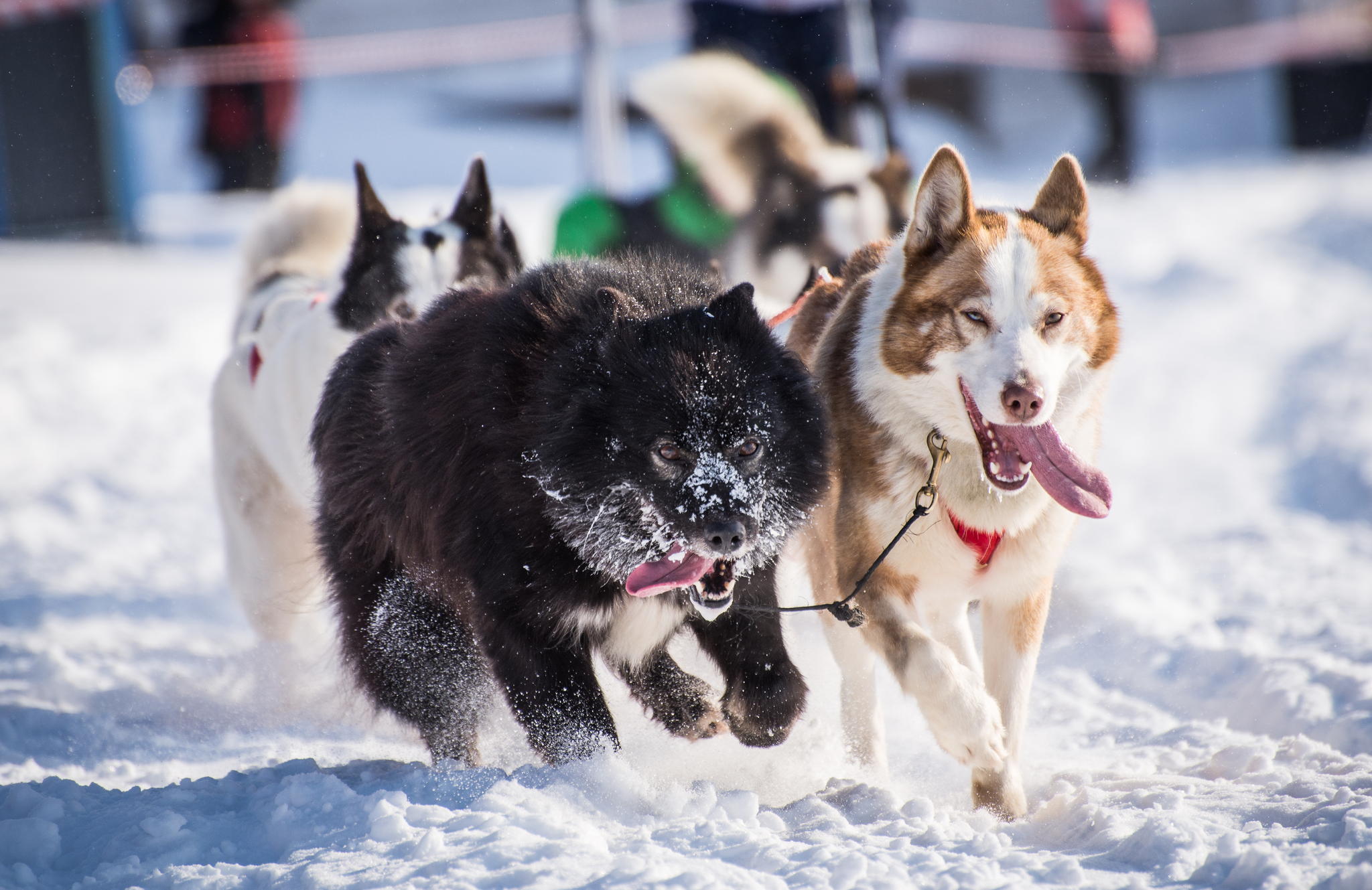 Wallpaper Husky Dogs Winter Snow Team Dog