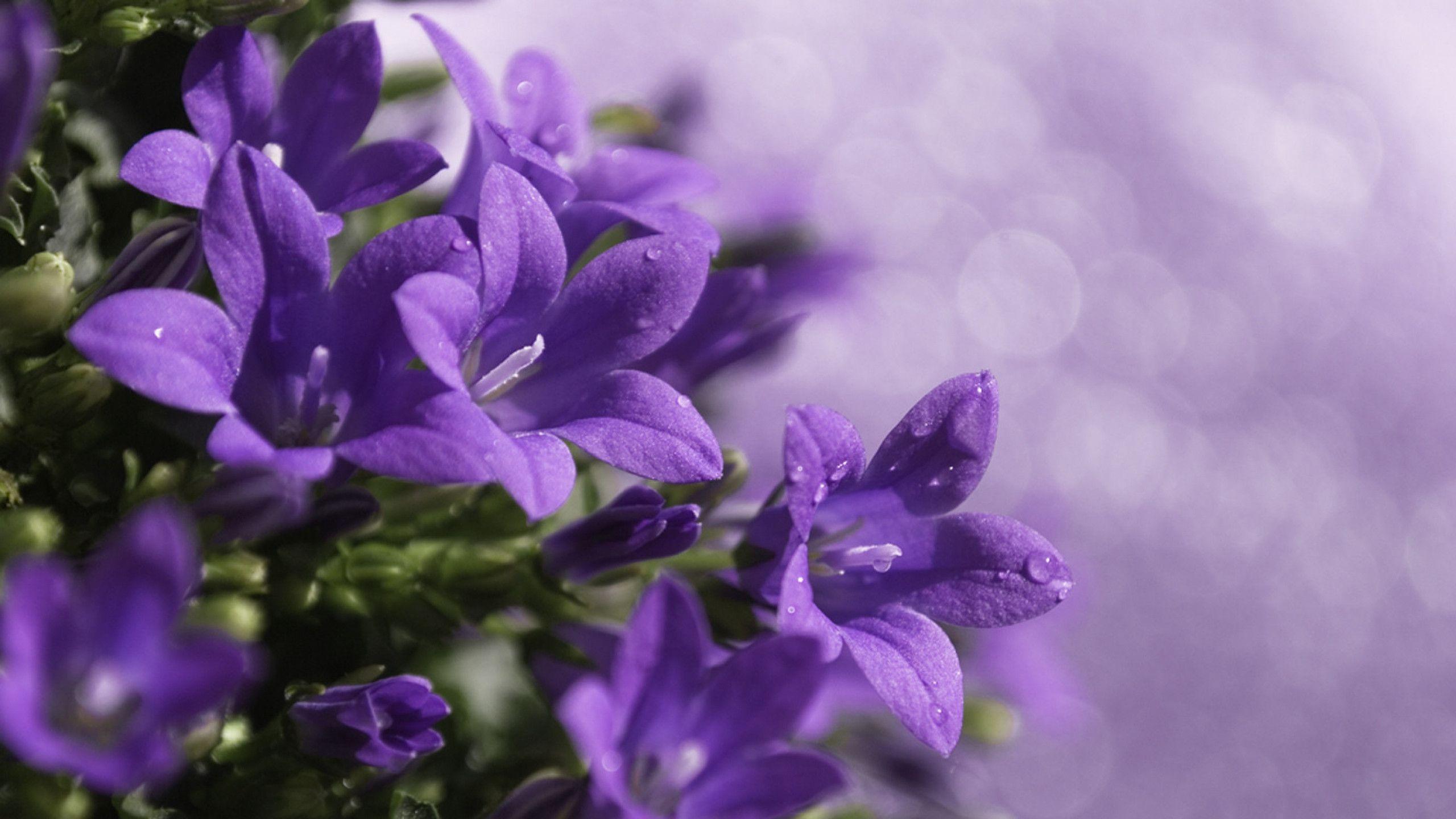 Purple Flower Backgrounds