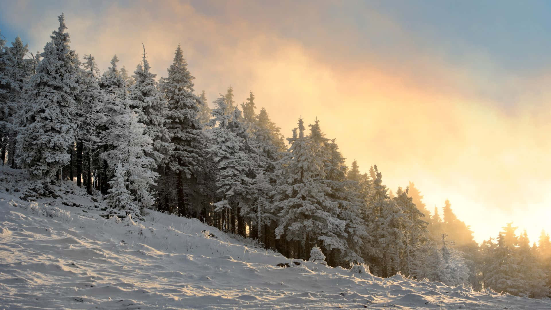 Winter Forest Wallpaper